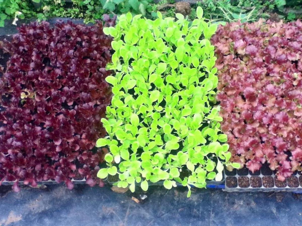 Quinta Dos Sabores Farm Houses 大里贝拉 外观 照片