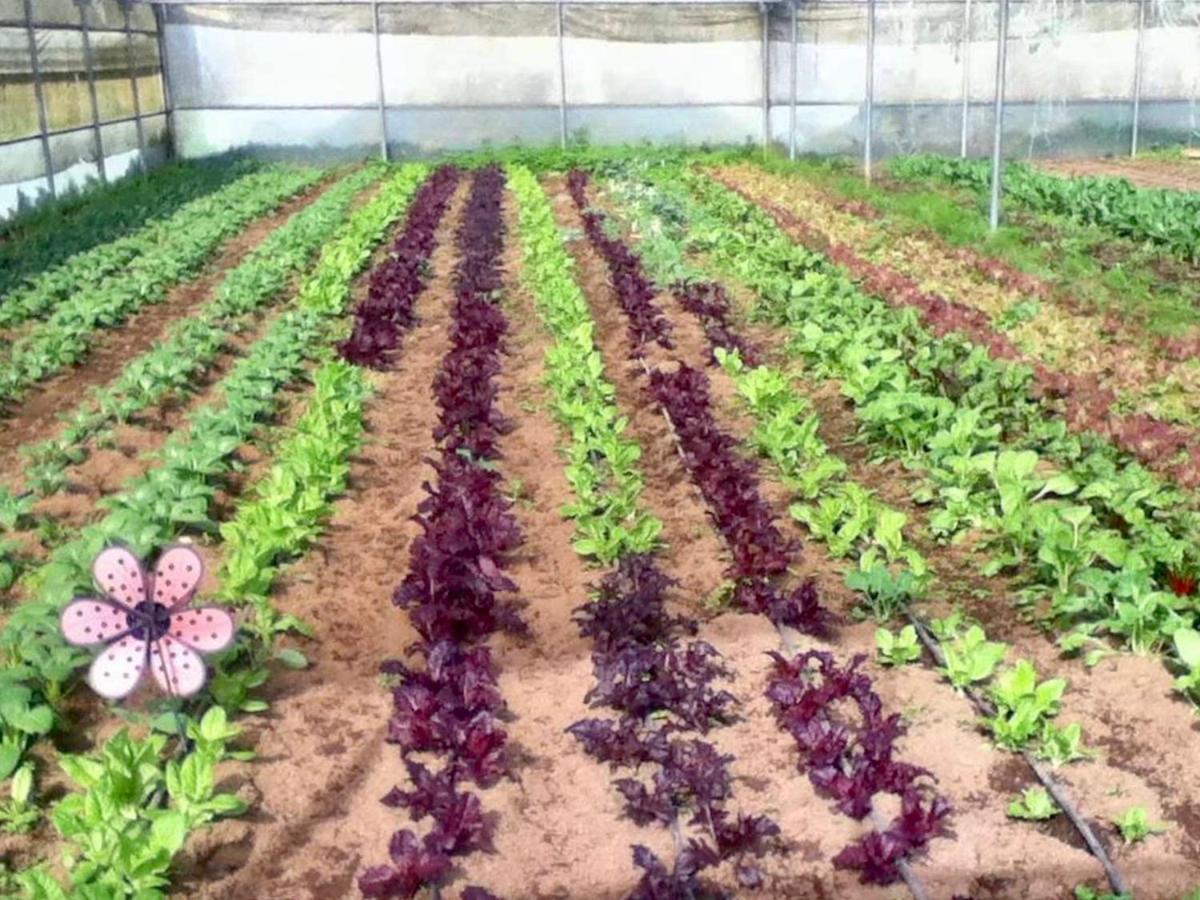 Quinta Dos Sabores Farm Houses 大里贝拉 外观 照片